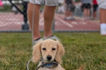 Empty Nesters = New Puppy?