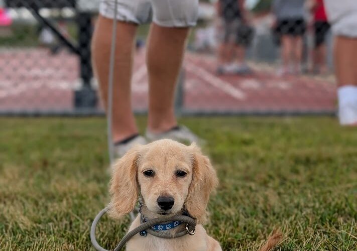 Empty Nesters = New Puppy?
