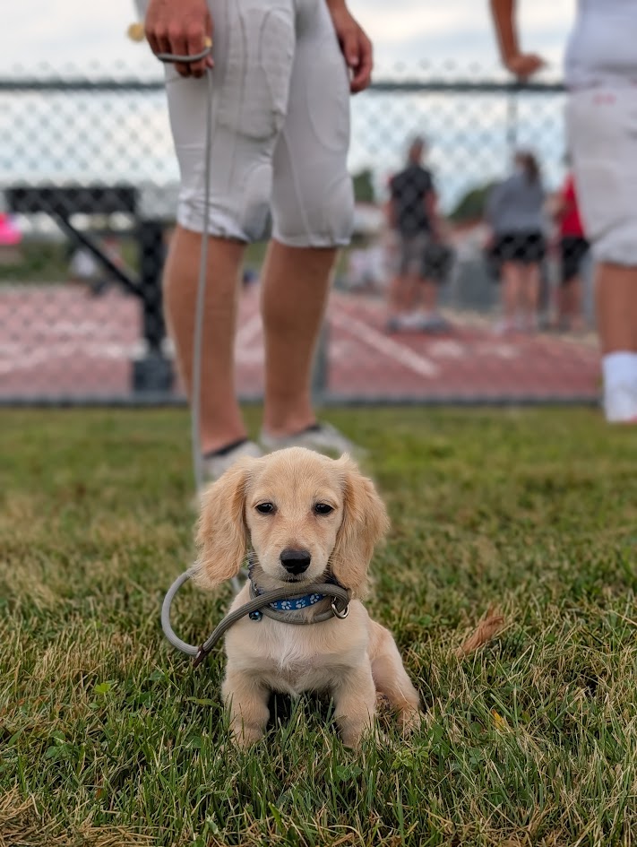 Empty Nesters = New Puppy?
